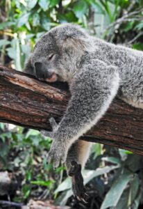Koala Bear Sleeping on Tree Limb