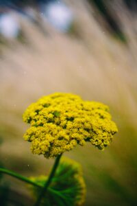 Shallow Focus Photo of Yellow Flower with Pollen In Air