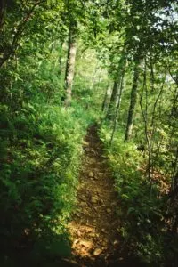 Trail through Heavily Wooded Forest