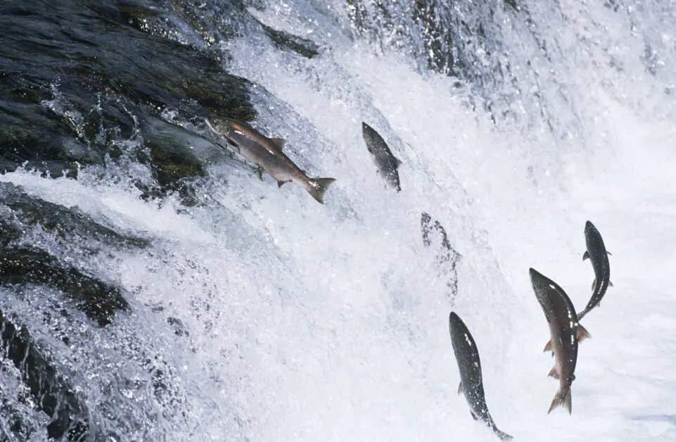 salmon jumping upstream