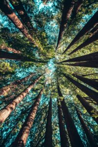 Photograph up between tall trees with blue sky in background