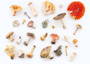 White background with dozens of different types of mushrooms
