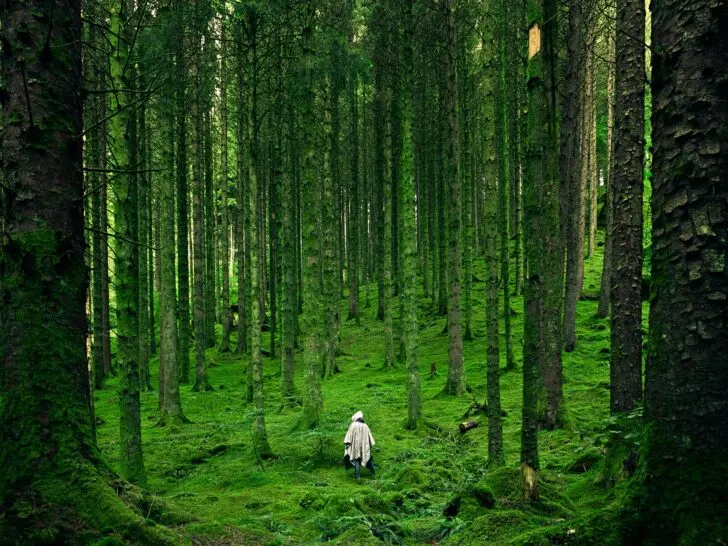 Man walking through tall trees over green moss in white outfit.