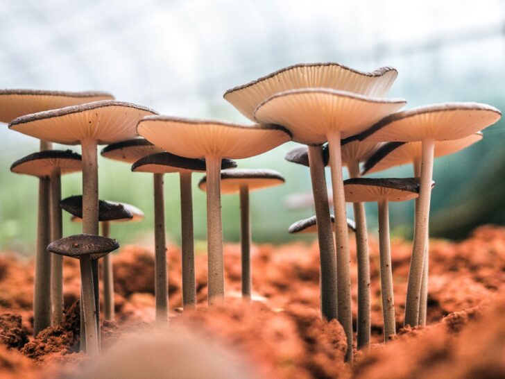 Mushrooms in a cluster growing out of brown soil.